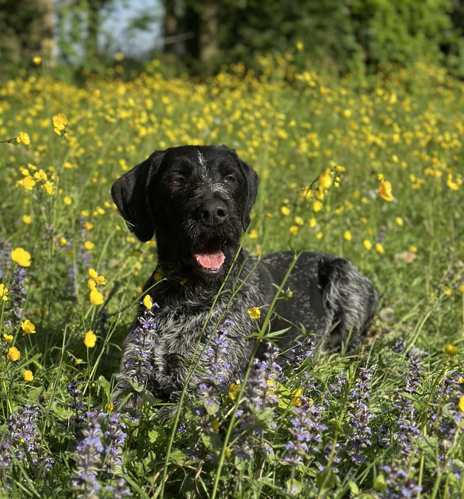 Saphir Des Douves Du Chateau