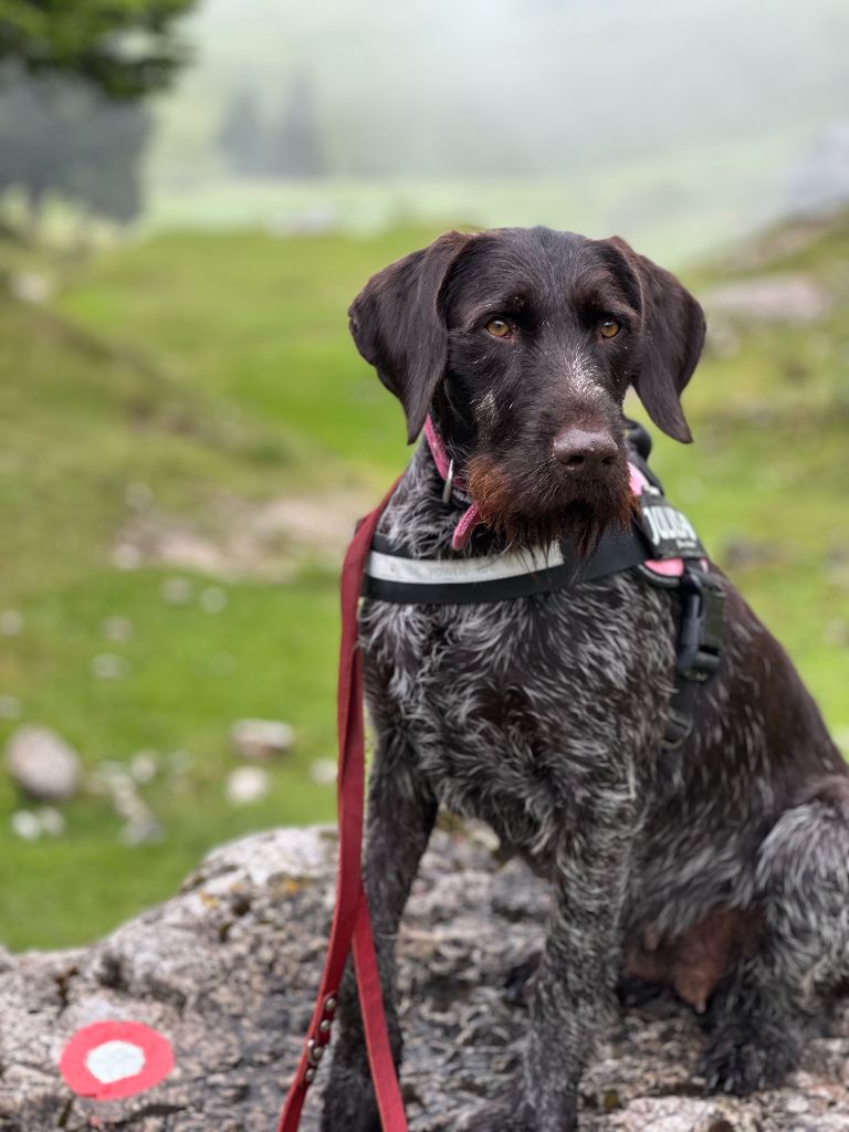 Rose Des Douves Du Chateau